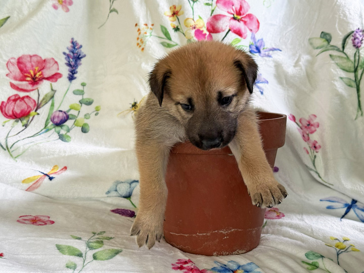 chinook puppy